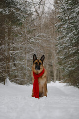 Concept of pet looks like person. German Shepherd on walk. Taking care of pets in winter. Full-length portrait. Dog wrapped in warm red knitted scarf, sitting in snow in park.
