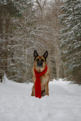 Concept of pet looks like person. German Shepherd on walk. Taking care of pets in winter. Full-length portrait. Dog wrapped in warm red knitted scarf, sitting in snow in park.