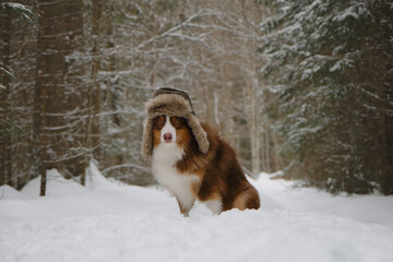 Concept of pet looks like person. Serious brown Australian Shepherd dog on walk in winter forest. Russian rustic style. Dog wears fluffy hat with earflaps and sits in snow in park.