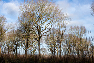 Fototapeta premium tree in the park