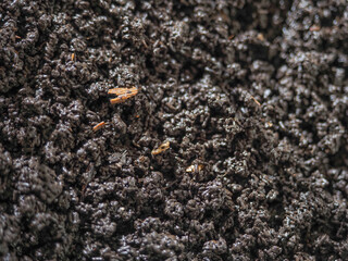 humus soil processed by red california compost worms waste