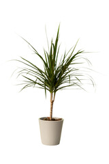 Cut out dracaena plant in a pot, home decoration isolated