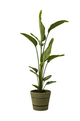 Cut out Strelitzia plant in a pot, home decoration isolated