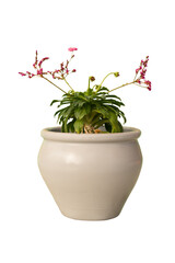 Cut out levisia plant in a pot, home decoration isolated