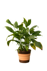 Cut out peace lily plant in a pot, home decoration isolated