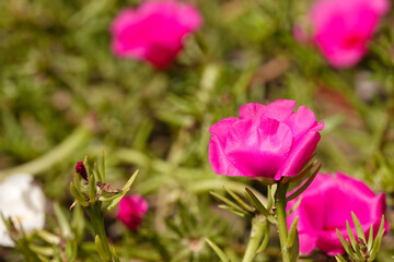夏に咲くマツバボタン