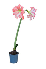 Cut out lilies flowers plant in a pot, home decoration isolated