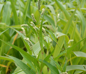 Weeds of Persicaria lapathifolia grow in the field
