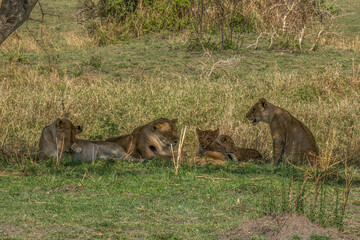 Fototapeta premium Lionesses and Cubs in Tanzania