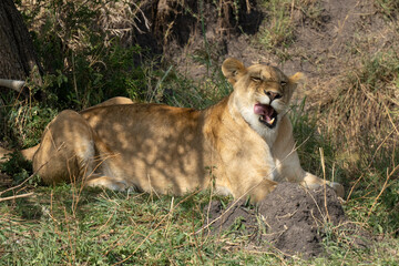 Fototapeta na wymiar A Lioness in Tanzania