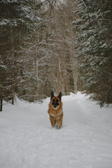 German Shepherd dog runs fast along trail in snowy winter forest. Portrait in motion. Beautiful dog on walk in park. One of the smartest dog breeds in the world is active and energetic in nature.