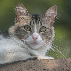 La mirada de un gato