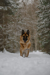 German Shepherd dog runs fast along trail in snowy winter forest. Portrait in motion. Beautiful dog on walk in park. One of the smartest dog breeds in the world is active and energetic in nature.