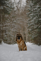 Serious German Shepherd on walk in winter forest. Russian rustic style. Concept of pet looks like person. Dog wears fluffy hat with earflaps and sits in snow in park.