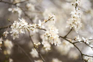 Highlighted branch of a blooming apricot with white flowers on a blurry white-gray tree background.
