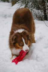 Pet frolicking in snow, having fun with himself. Young Australian Shepherd dog plays with scarf in winter park. Aussie Red tricolor is active and energetic teenage dog.