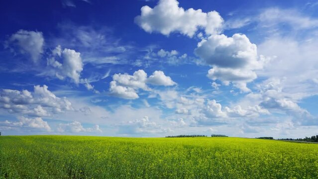 Beautiful flowering rapeseed field under blue sky and clouds, timelapse, 4k