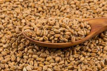 Wheat grain on white