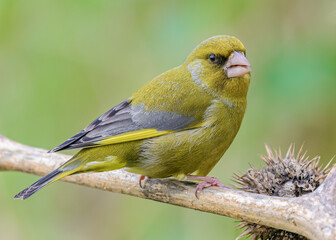 European Greenfinch (Chloris chloris) closeup eating seeds