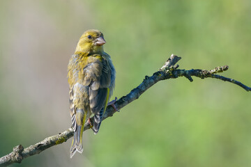 Greenfinch perched on tree branch