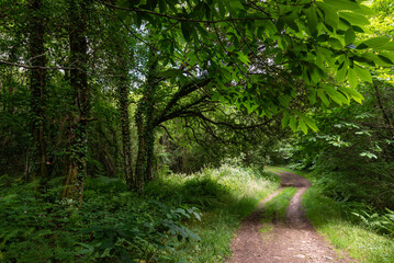 Path in the forest. Bretagne, France