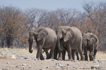 African elephant (Loxodonta africana) approaching a waterhole in Etosha National Park, Namibia