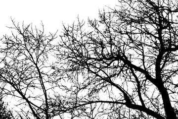 Tree branch silhouette on transparent background