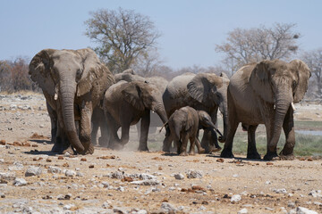 Fototapeta premium Group of African Elephant (Loxodonta africana) at a waterhole in Etosha National Park, Namibia