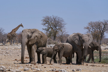 Group of African Elephant (Loxodonta africana) at a waterhole in Etosha National Park, Namibia