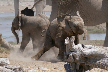 Fototapeta premium Young African Elephant (Loxodonta africana) playing at a waterhole in Etosha National Park, Namibia