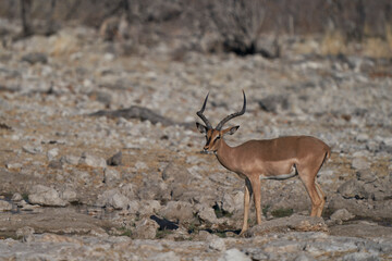 Black-faced Impala (Aepyceros melampus petersi) in Etosha National Park, Namibia