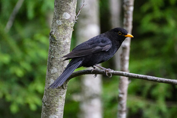 blackbird on a fence