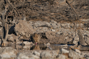 Leopard (Panthera pardus) at a waterhole in Etosha National Park, Namibia