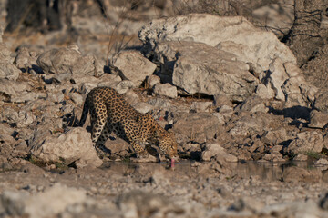 Obraz na płótnie Canvas Leopard (Panthera pardus) at a waterhole in Etosha National Park, Namibia