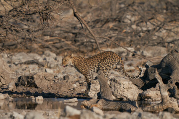 Fototapeta premium Leopard (Panthera pardus) at a waterhole in Etosha National Park, Namibia