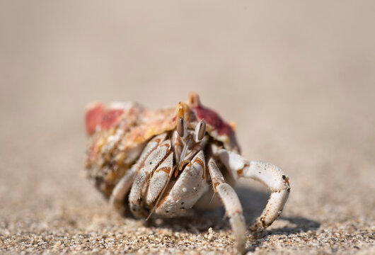 Hermit crab. There are up to 500 species of hermit crabs. They are also often called crayfish. They have a soft bottom, which they hide in the shells of other animals.