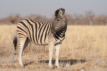 Obraz premium Burchell's Zebra (Equus burchellii) in Etosha National Park, Namibia
