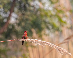 A Red Avadavat perching on a branch