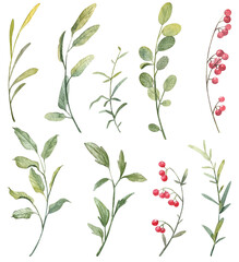Set of high quality detailed watercolor botany on white background. Hand painted green leaves and red berries botanical illustrations