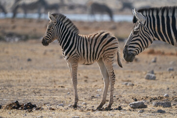 Obraz na płótnie Canvas Burchell's Zebra (Equus burchellii) at a waterhole in Etosha National Park, Namibia