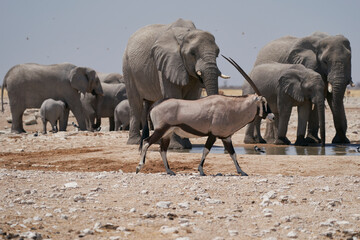 Gemsbok (Oryx gazella) at a waterhole crowded with elephant and other animals in Etosha National...