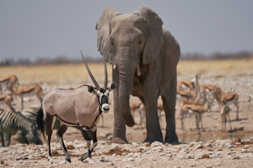 Gemsbok (Oryx gazella) at a waterhole crowded with elephant and other animals in Etosha National Park, Namibia 