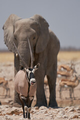 Gemsbok (Oryx gazella) at a waterhole crowded with elephant and other animals in Etosha National Park, Namibia 