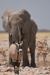 Gemsbok (Oryx gazella) at a waterhole crowded with elephant and other animals in Etosha National...