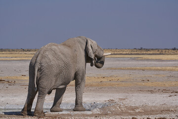African elephant (Loxodonta africana) drinking at a waterhole in Etosha National Park, Namibia