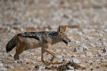 Black-backed Jackal (Canis mesomelas) approaching a waterhole in Etosha National Park, Namibia
