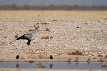 Secretarybird (Sagittarius serpentarius) walking across arid ground at a waterhole in Etosha National Park, Namibia