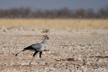 Secretarybird (Sagittarius serpentarius) walking across arid ground at a waterhole in Etosha National Park, Namibia