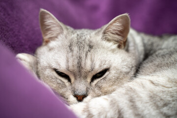Naklejka na ściany i meble scottish straight cat is sleeping. Close-up of a sleeping cat muzzle, eyes closed. Against the background of a purple blanket. Favorite Pets, cat food.