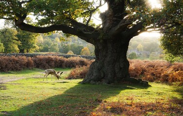 A deer and oak tree in soft autumn sunlight